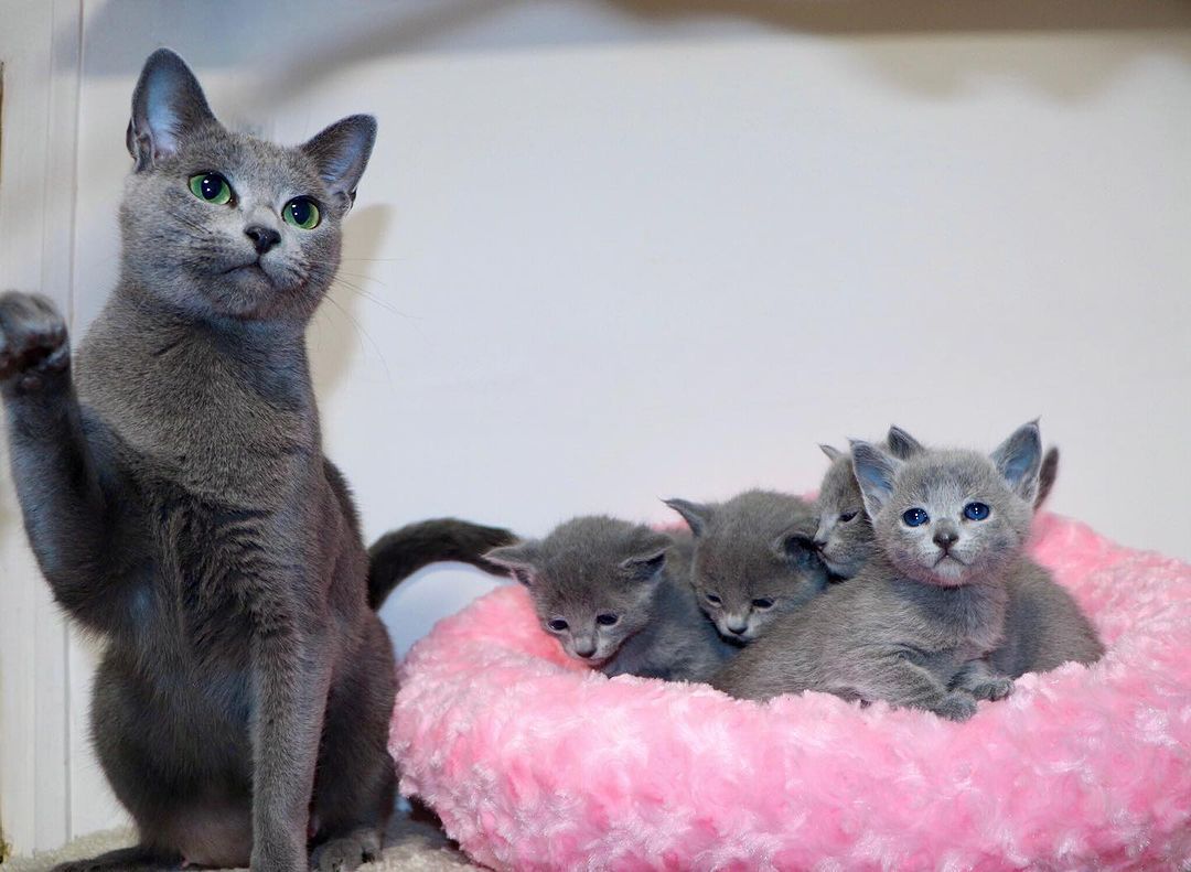 Russian Blue Kittens for Sale