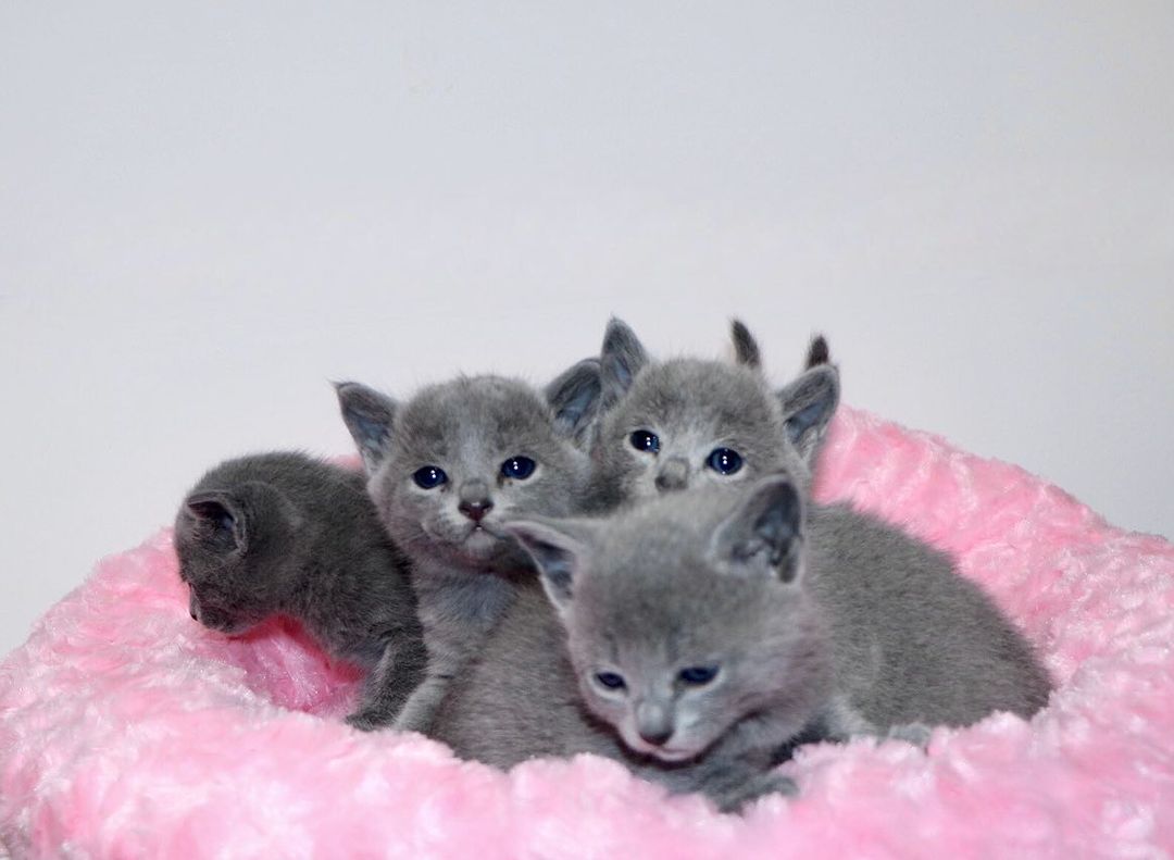 Russian Blue Kittens for Adoption