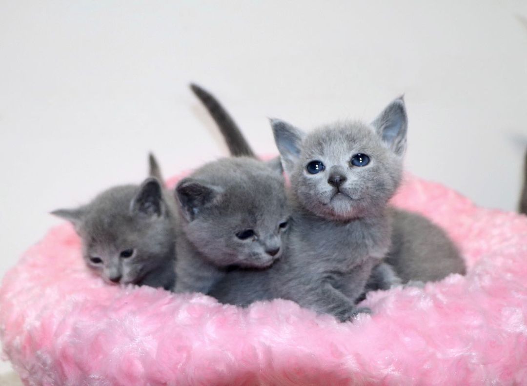 Russian Blue Kittens for Sale