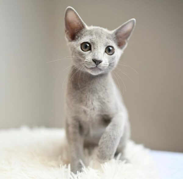 Nico, Russian blue kitten for sale