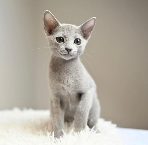 Nico, Russian blue kittens for sale