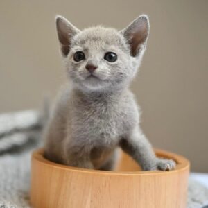 Sofie, Russian blue kitten for sale