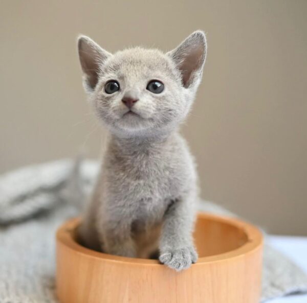 Sofie, Russian blue kittens for sale