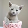 Ana, Russian blue kitten for sale