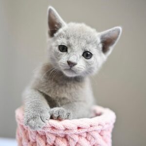 Ana, Russian blue kitten for sale