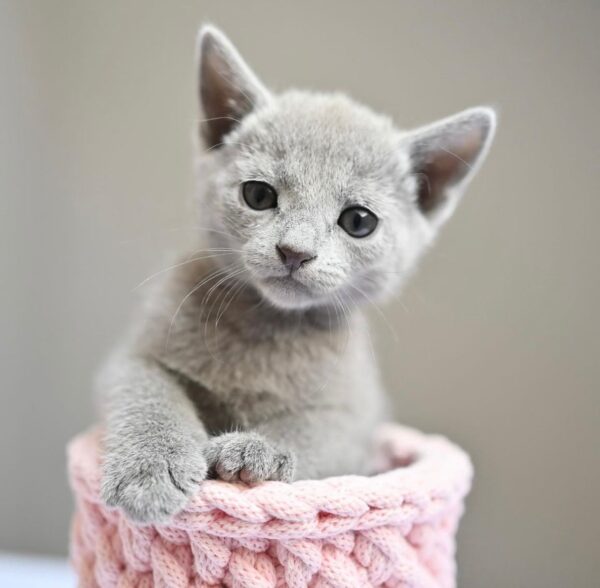 Ana, Russian blue kitten for sale