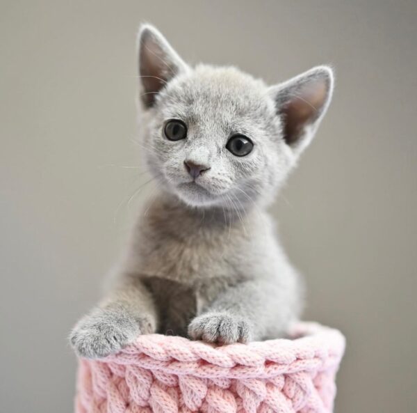 Ana, Russian blue kittens for sale