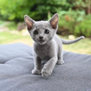 Alex, Russian blue kitten for sale