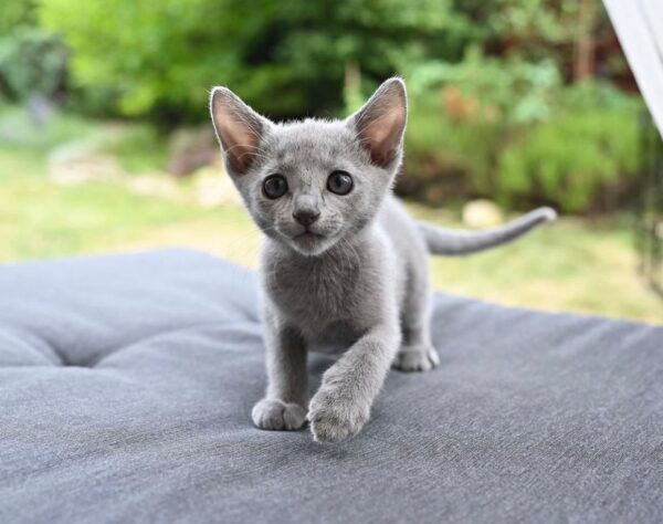 Alex, Russian blue kitten for sale