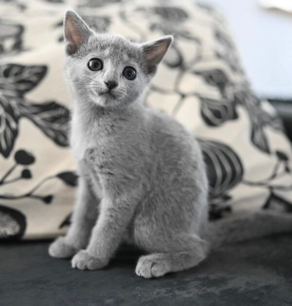 Misha, Russian blue kittens for sale