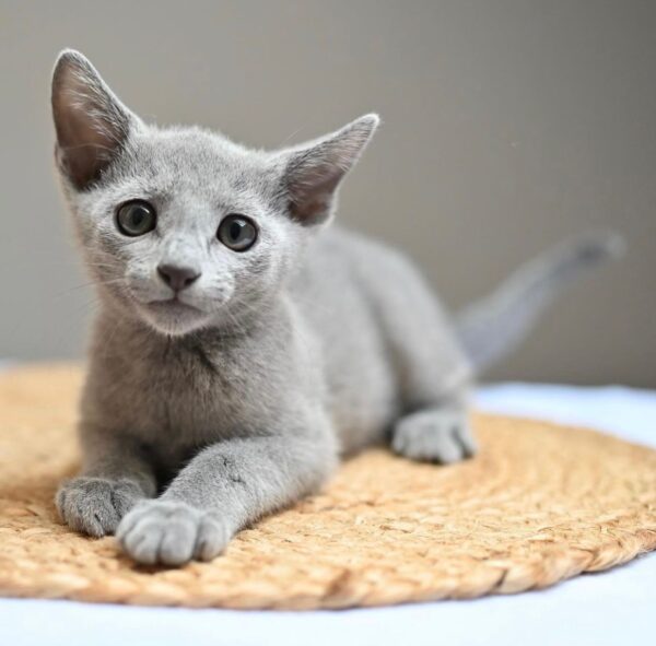 Olya, Russian blue kittens for sale