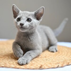 Olya, Russian blue kitten for sale