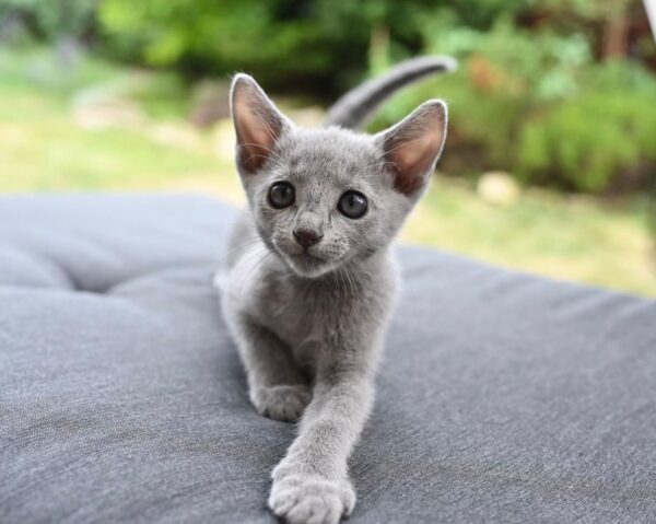 Alex, Russian blue kittens for sale