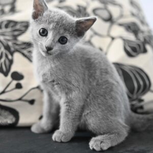 Misha, Russian blue kitten for sale