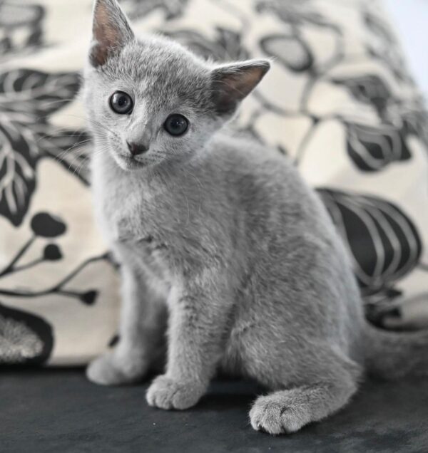 Misha, Russian blue kitten for sale