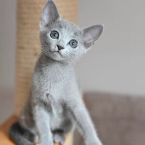 Natasha, Russian blue kitten for sale