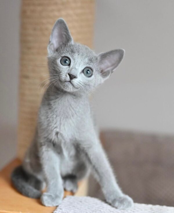 Natasha, Russian blue kitten for sale