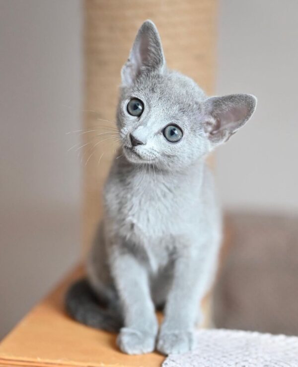 Natasha, Russian blue kittens for sale