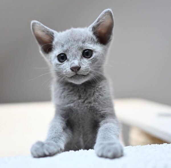 Dimo, Russian blue kitten for sale