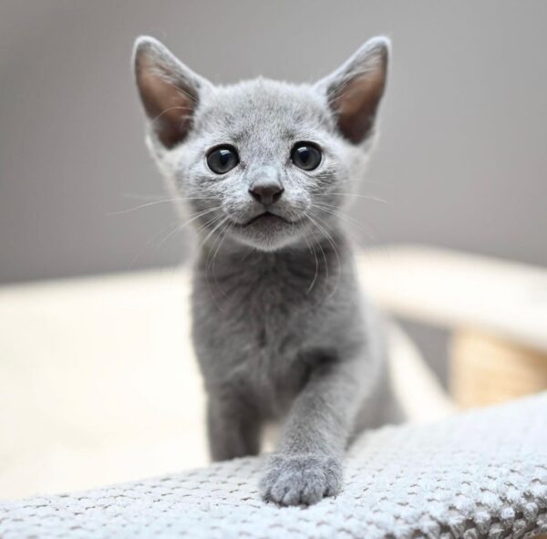 Dimo, Russian blue kittens for sale